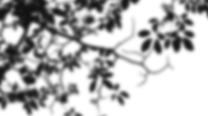 Aestethic Shadow Background