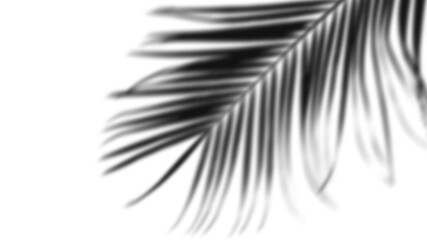 Aestethic Shadow Background