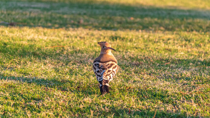 Eurasian hoopoe or Common hoopoe (Upupa epops) bird close-up on natural green grass background