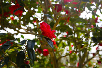 Beautiful camellia flower on tree. The Expo 70 Commemorative Park, Osaka, Japan