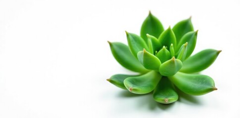 Fototapeta premium Single isolated succulent stem on white background, isolated, green, leaf