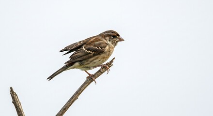 Fototapeta premium Small brown bird perches delicately on twig soft light background. AI Generated