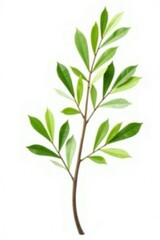 Single isolated willow branch with delicate green foliage on white background, light, delicate, tree