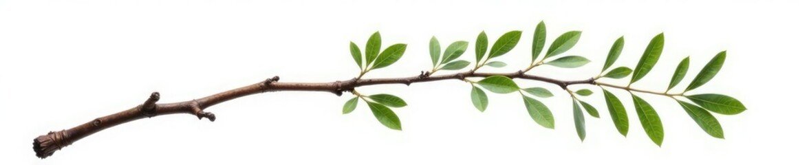 Single isolated willow branch with gnarled end, white, isolated