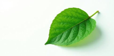 Obraz premium Single large leaf isolated on white background, texture,