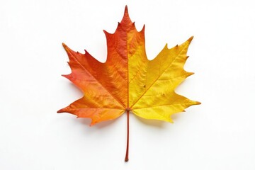 Single leaf of a maple tree on white background with veins, botanicalleaf, isolated,