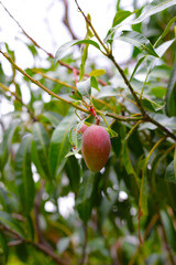 Mango fruits hanging on tree