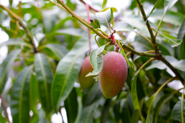 Mango fruits hanging on tree