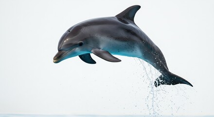 Graceful dolphin leaps playfully against bright white background. AI Generated