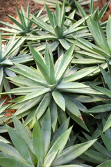 Fototapeta premium Agave plants, possibly Agave americana or Agave angustifolia, with long, pointed, succulent leaves