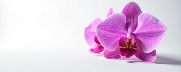 Obraz premium Stunning purple pink color of the moth orchid's petals against a clean white background, moth orchid, background