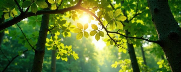 Obraz premium Sunlight filtering through leafy branches above, tree, forest, woods