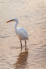 Great egret (Ardea alba), a medium-sized white heron fishing on the sea beach