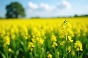 Obraz premium Sunny field of bright yellow rapeseed flowers swaying gently in the breeze, landscape, field, green fields