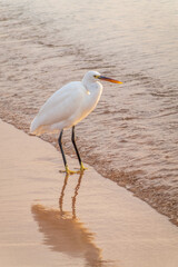 Great egret (Ardea alba), a medium-sized white heron fishing on the sea beach