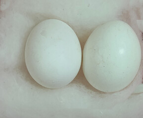 Small White Pigeon Eggs in Nest