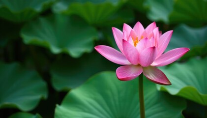 Fototapeta premium Water lily flower with long stem and delicate leaves, leafy, natural, plant