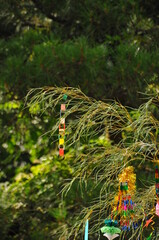 七夕飾りの折り紙の輪飾りなどです。