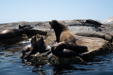 Group of land seals resting on the rocky coastline of Los Cabos, Baja California Sur.
