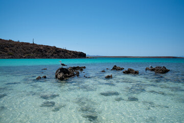 Transparent turquoise water with rocks and seabirds