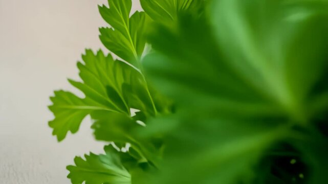  Fresh green parsley leaves on a white surface with a soft focus background