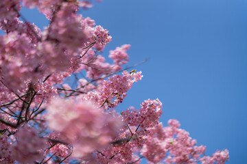 青空に映える満開の河津桜