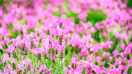 ピンクのラベンダー