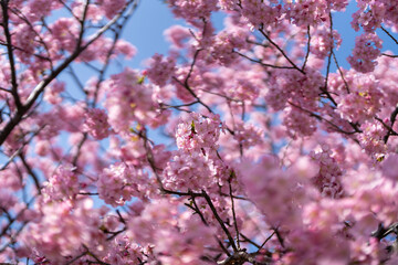 青空に映える満開の河津桜