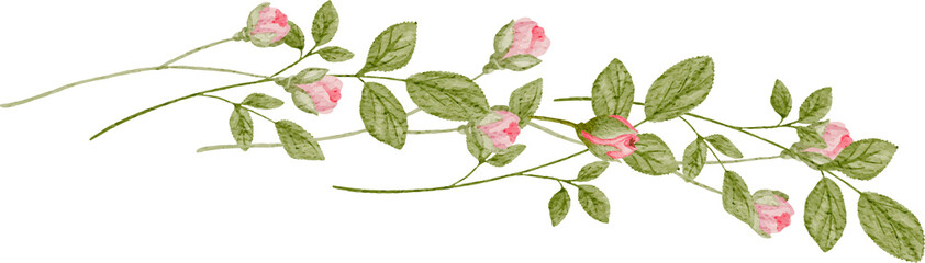 Rose arrangement watercolor