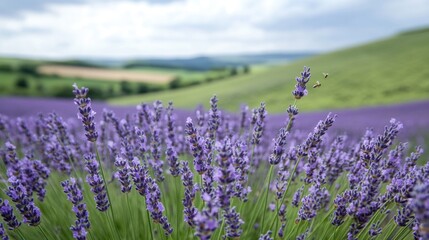 Naklejka premium A beautiful field of lavender flowers with green hills in the background