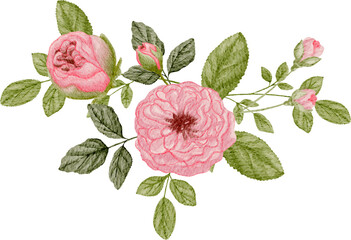 Rose arrangement watercolor