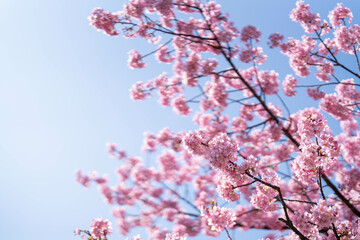 青空に映える満開の河津桜