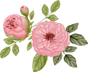 pink rose arrangement watercolor