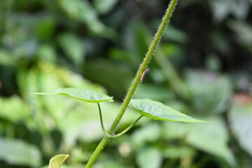 A tiny green leaf hopper is perched on the side of an elevated vine stem