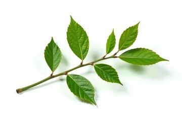 Fototapeta premium Single isolated branch with small leaves on white background, white, isolated, nature