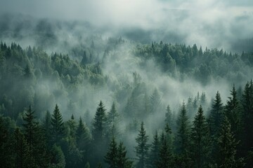 Vibrant Color Visual of Beautiful Shot of Fog Covering Pine Trees