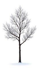 Obraz premium Single isolated tree branch on white background, branch, frost, nature