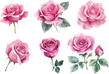 Fototapeta premium set of roses isolated on white
