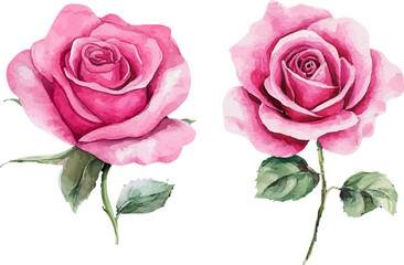 pink rose isolated on white background