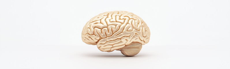 Brain anatomy: Detailed anatomical model of human brain