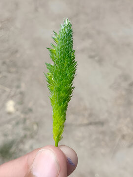 Phleum bertolonii Know Your Weeds