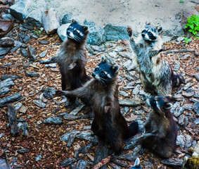 Raccoon in its natural habitat. raised paws. Wildlife