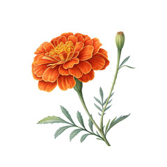 marigold flower transparent background, 