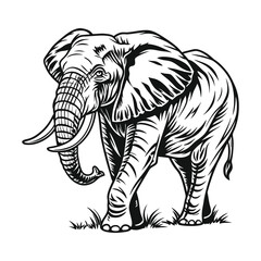 Elephant vector illustration, detailed vector, hand drawn style, monochrome design, isolated on a white background
