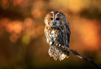 Tawny owl ( Strix aluco ) sitiing in the forest