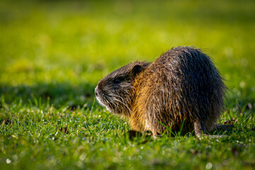 Nutria