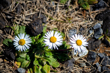 White dasiy flower. Three daisies growing on stony ground. Bloom, blossom.  Nature. Top view.