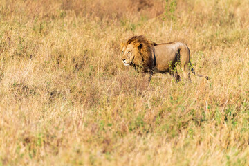 Fototapeta premium Close encounter with a male lion -Panthera Leo- that is walking across the plains of the Serengeti, Tanzania.