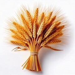 Hand-Held Bundle of Golden Wheat Stalks Against a White Background &ndash; A Symbol of Traditional Harvesting, Sustainable Farming, and the Timeless Connection Between Agriculture and Food Security