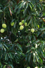 This image showcases a mango tree (Mangifera indica) with unripe green mangoes hanging from its branches